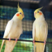 Cockatiel breeding pair